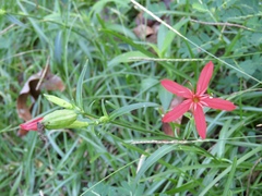 Silene subciliata