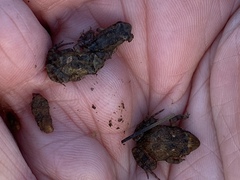 Crinia pseudinsignifera