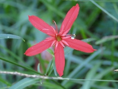 Silene subciliata