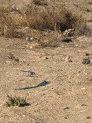 Motacilla alba