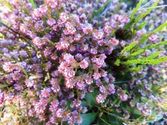 Erica globiceps globiceps