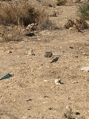 Motacilla alba