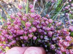 Erica globiceps globiceps