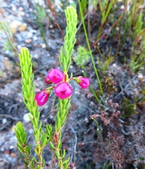 Erica axilliflora