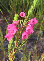 Erica axilliflora