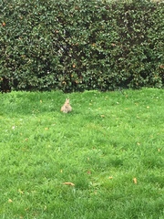 Oryctolagus cuniculus