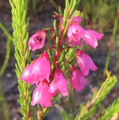 Erica axilliflora