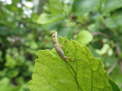 Anolis carolinensis