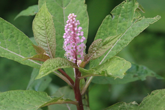 Phytolacca polyandra