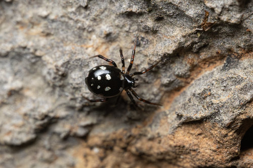 Euryopis margaritata