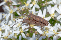 Pempsamacra dispersa