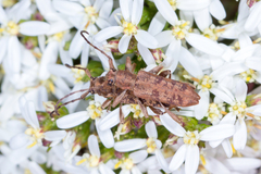 Pempsamacra dispersa