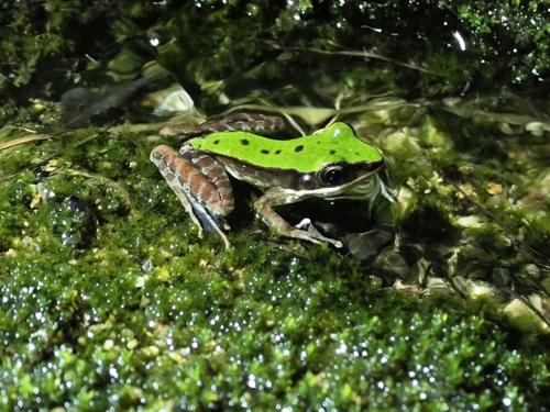 Chloronate Huia Frog, Odorrana chloronota