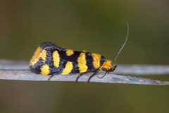 Tanyzancla argutella
