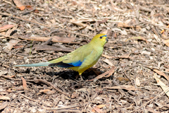 Neophema chrysostoma