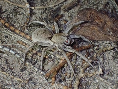 Portacosa cinerea