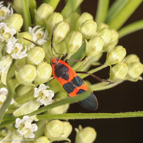 Large Milkweed Bug photographed in Arizona