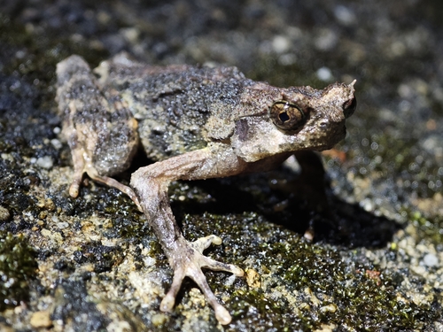 Han's Mountain Toad, Ophryophryne hansi
