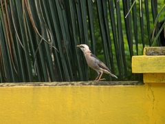 Acridotheres leucocephalus
