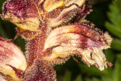 Orobanche reticulata
