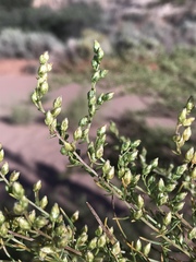 Artemisia campestris pacifica