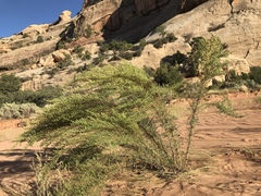 Artemisia campestris pacifica