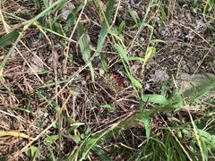 Argynnis hyperbius