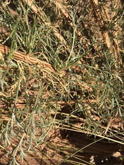 Artemisia campestris pacifica