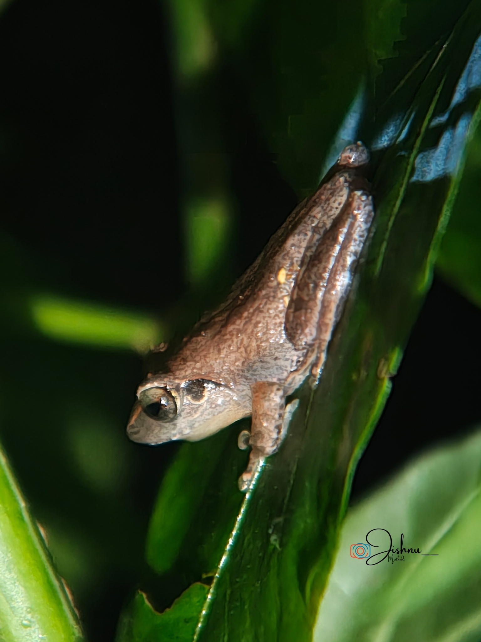 Wynaad Brown Eared Shrub Frog