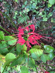 Lycoris radiata
