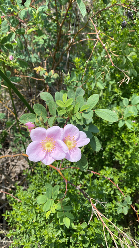 iNaturalist observation photo of California Wild Rose