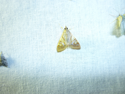 Glyphodes mascarenalis