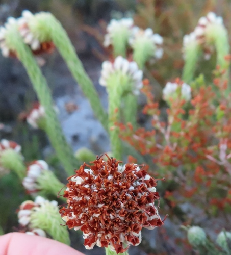 Image of Blacktip Heath (Erica bruniifolia) by (c) linkie, some rights reserved (CC BY)
