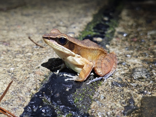 Similar Frog, Hylarana attigua