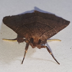 Hypsopygia chytriodes