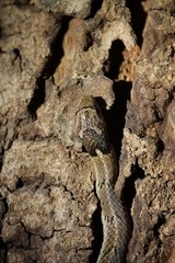 Oligodon taeniolatus