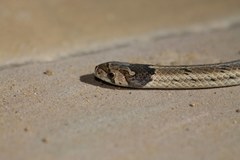 Oligodon taeniolatus