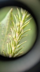 Silber-Weide (Salix alba): Herkunft und Verwendung — Foto 2