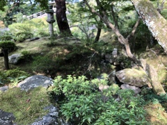 Trichonephila clavata