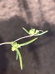 Euphorbia parryi