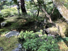 Trichonephila clavata