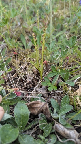 Botrychium tenebrosum (Botrychium tenebrosum)