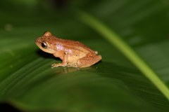 Raorchestes luteolus