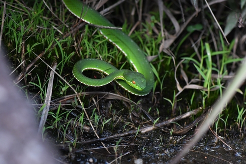 Stejneger’s Bamboo pitviper