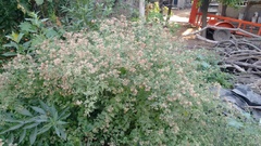 Salpianthus arenarius