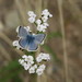 Icaricia saepiolus - Photo (c) Ben Ackerley,  זכויות יוצרים חלקיות (CC BY-NC), הועלה על ידי Ben Ackerley
