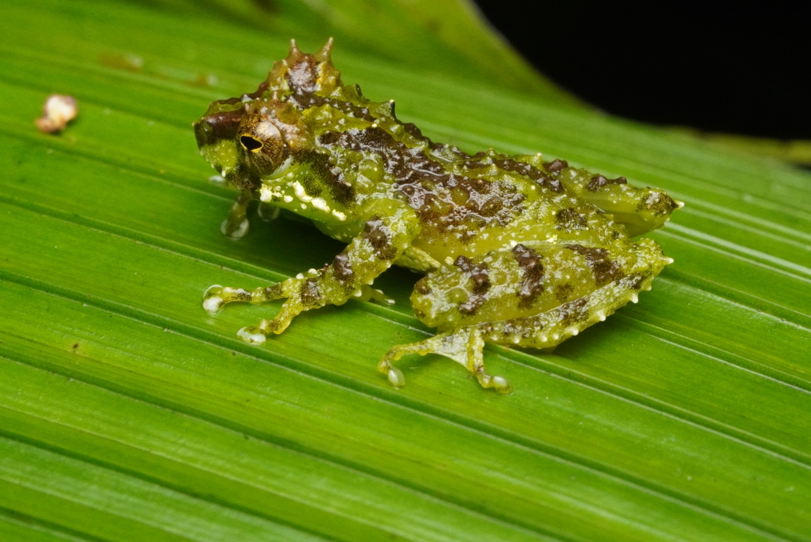 Horned Bushfrog photo 4