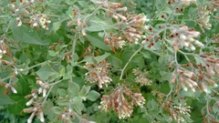 Salpianthus arenarius