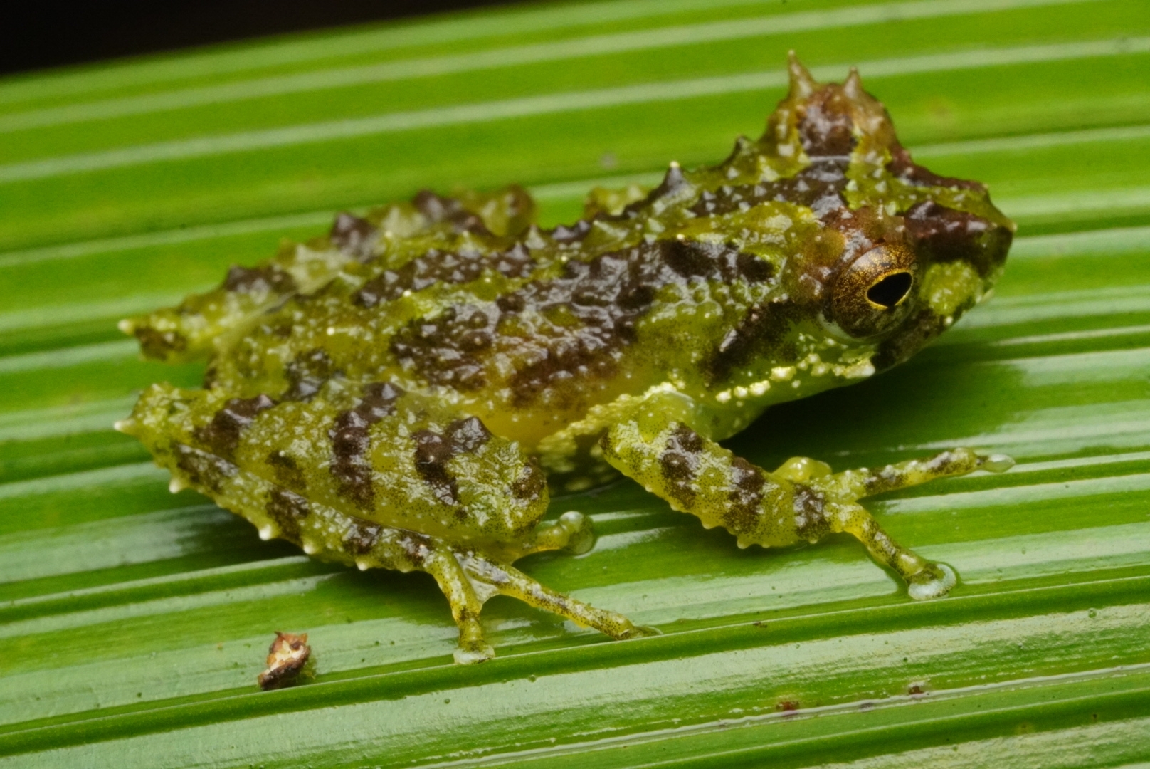 Horned Bushfrog photo 5
