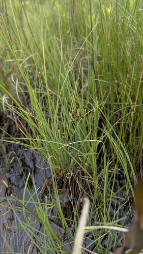 Mackenzie's sedge (Carex mackenziei)